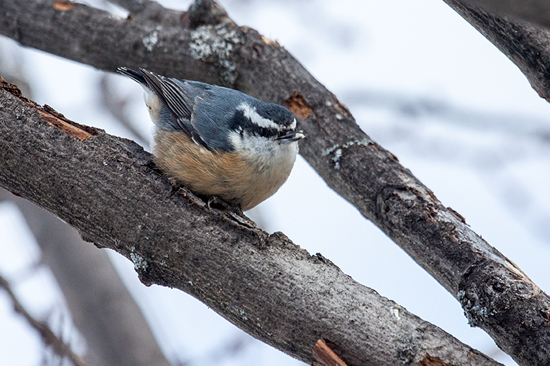 Red-breasted Nuthatch, Superior National Forest, Minnesota