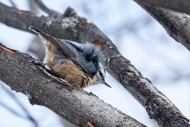 Red-breasted Nuthatch, Superior National Forest, Minnesota