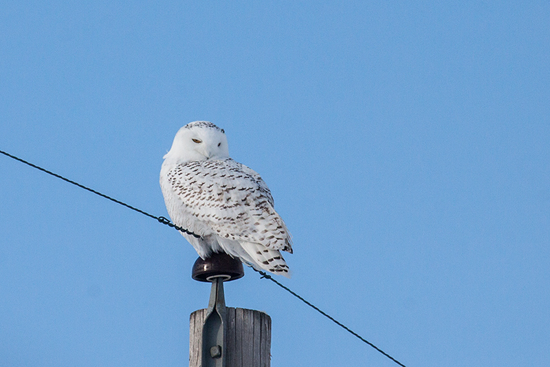 Snowy Owl, Sax-Zim Bog, Minnesota