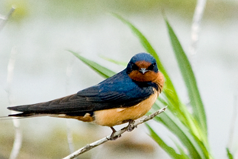 Barn Swallow, Cape May Migratory Bird Refuge (Cape May Meadows), Cape May, New Jersey