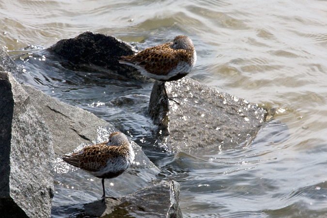 Dunlin at Forsythe (Brigantine) NWR, New Jersey