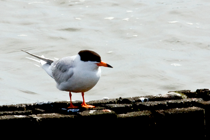 Forster's Tern at Forsythe (Brigantine) NWR, New Jersey