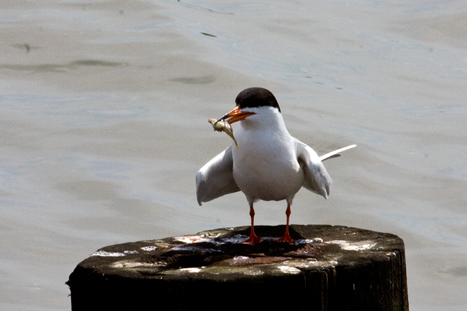 Forster's Terns at Forsythe (Brigantine) NWR, New Jersey