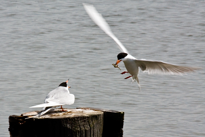 Forster's Terns at Forsythe (Brigantine) NWR, New Jersey