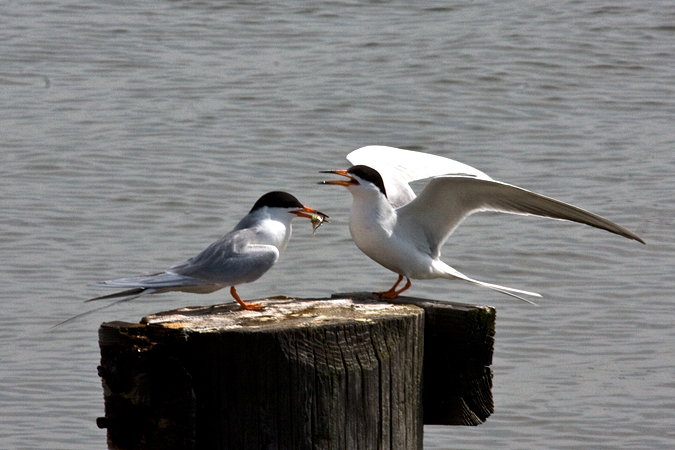 Forster's Terns at Forsythe (Brigantine) NWR, New Jersey