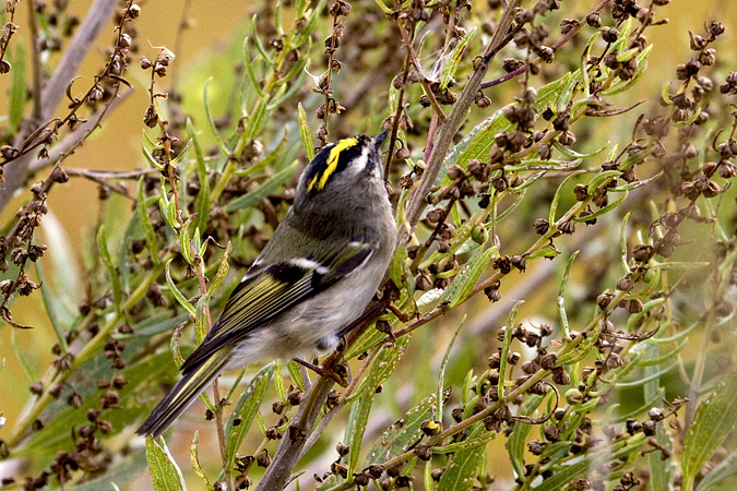 Golden-crowned Kinglet, Wetlands Institute, Cape May, NJ