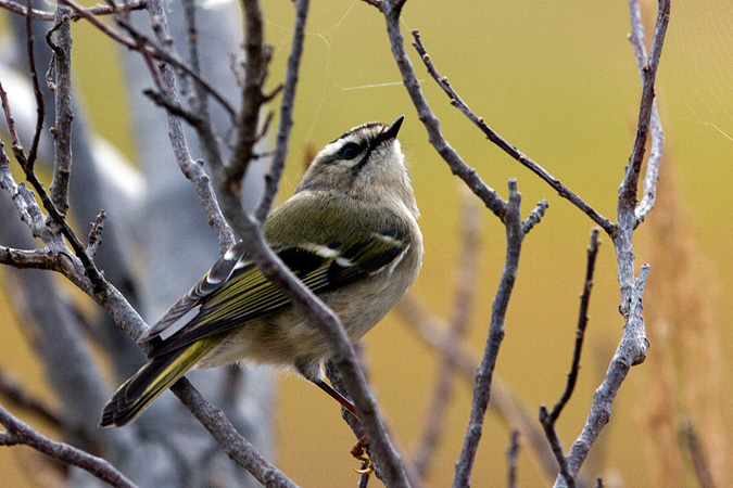 Golden-crowned Kinglet, Wetlands Institute, Cape May, NJ