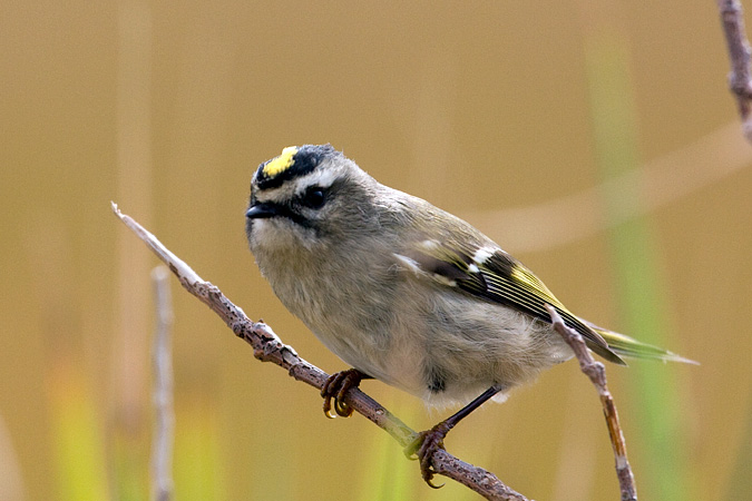 Golden-crowned Kinglet, Wetlands Institute, Cape May, NJ