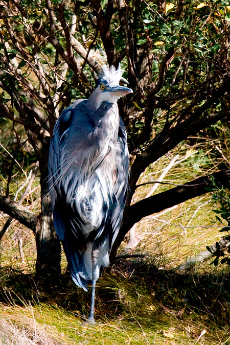 Great Blue Heron, Edwin B. Forsythe (Brigantine) NWR