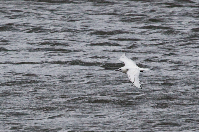 Ivory Gull, Cape May, New Jersey