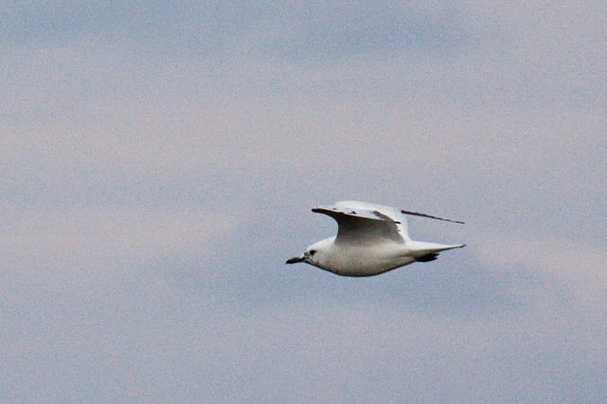 Ivory Gull, Cape May, New Jersey