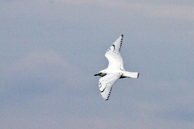 Ivory Gull, Cape May, New Jersey