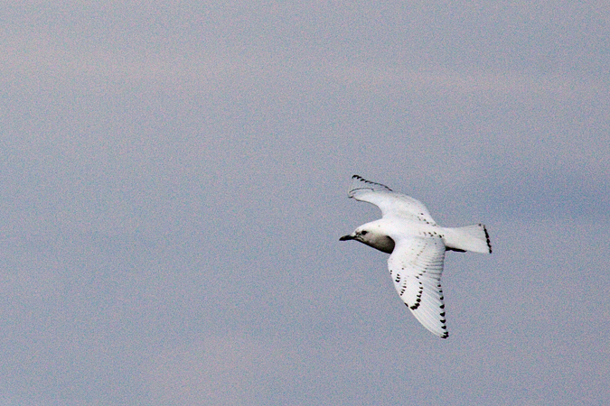 Ivory Gull, Cape May, New Jersey