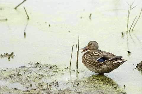 Mallard, Cape May Meadows, Cape May, New Jersey