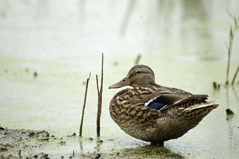 Mallard, Cape May Meadows, Cape May, New Jersey