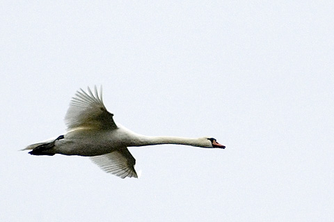 Mute Swan, Cape May Meadows, Cape May, New Jersey