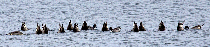 Northern Pintail, Edwin B. Forsythe (Brigantine) NWR