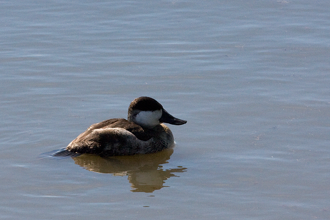 Drake Ruddy Duck in Basic Plumage, Brignatine (Forsythe) NWR, New Jersey