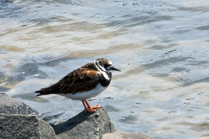 Ruddy Turnstone, Forsythe (Brigantine) NWR, New Jersey