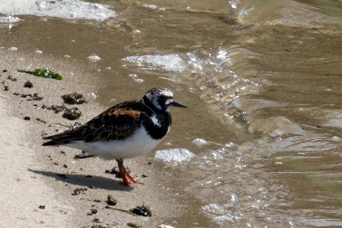 Ruddy Turnstone, Forsythe (Brigantine) NWR, New Jersey