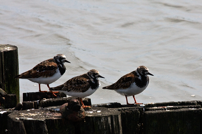 Ruddy Turnstone, Forsythe (Brigantine) NWR, New Jersey