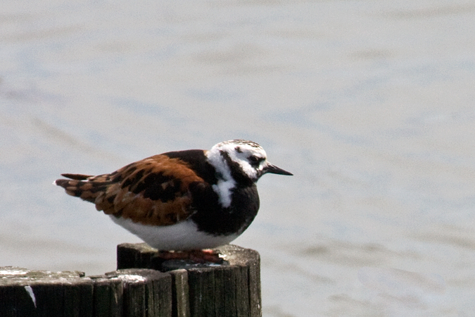 Ruddy Turnstone, Forsythe (Brigantine) NWR, New Jersey