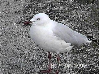 Silver Gull at Pennsville, New Jersey