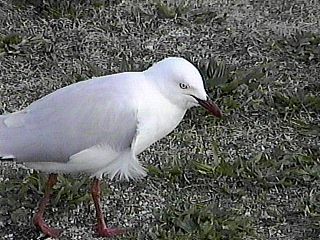 Silver Gull at Pennsville, New Jersey