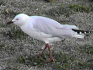 Silver Gull at Pennsville, New Jersey