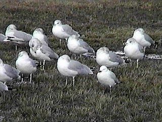 Silver Gull and Ring-billed Gulls at Pennsville, New Jersey