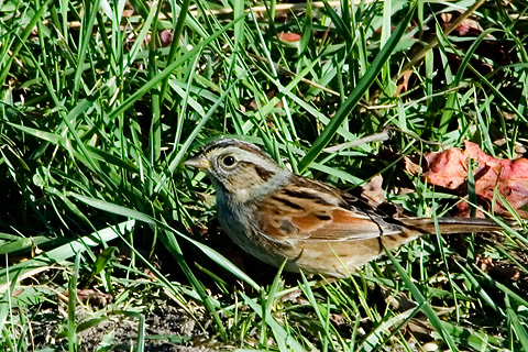 Swamp Sparrow, Cape May Point State Park, New Jersey