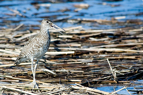 Willet, Nummy Island, Cape May County, New Jersey