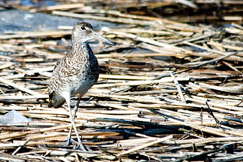 Willet, Nummy Island, Cape May County, New Jersey