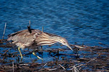 American Bittern, Dune Road near Shinnecock Inlet, New York