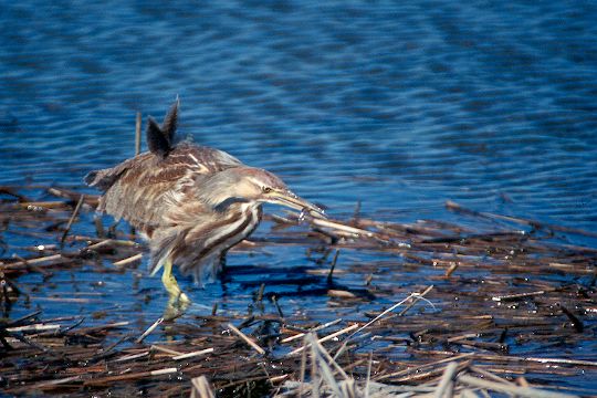 American Bittern, Dune Road near Shinnecock Inlet, New York