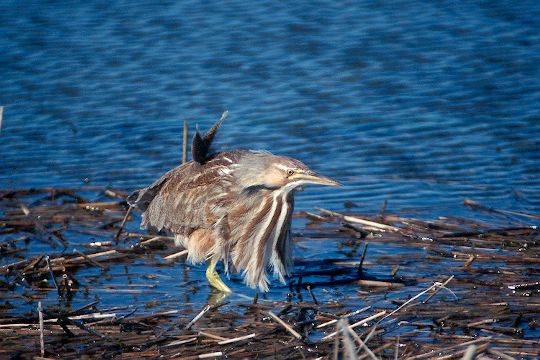 American Bittern, Dune Road near Shinnecock Inlet, New York