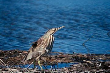 American Bittern, Dune Road near Shinnecock Inlet, New York