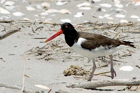 American Oystercatcher, Breezy Point, Gateway National Recreation Area, Queens, New York