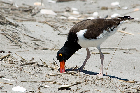 American Oystercatcher, Breezy Point, Gateway National Recreation Area, Queens, New York