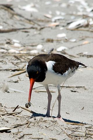 American Oystercatcher, Breezy Point, Gateway National Recreation Area, Queens, New York