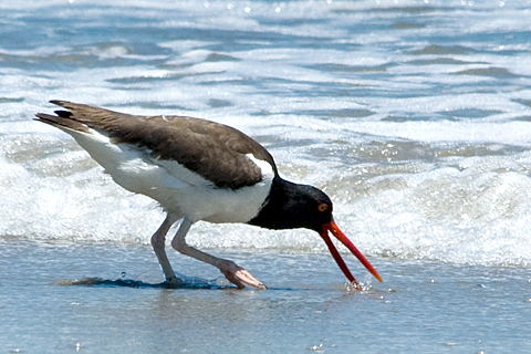 American Oystercatcher, Breezy Point, Gateway National Recreation Area, Queens, New York