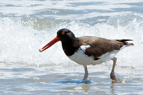 American Oystercatcher, Breezy Point, Gateway National Recreation Area, Queens, New York