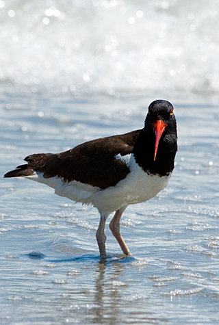 American Oystercatcher, Breezy Point, Gateway National Recreation Area, Queens, New York