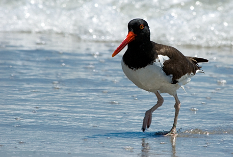 American Oystercatcher, Breezy Point, Gateway National Recreation Area, Queens, New York