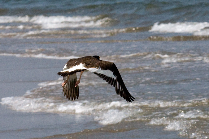 American Oystercatcher, Breezy Point, Gateway National Recreation Area, Queens, New York