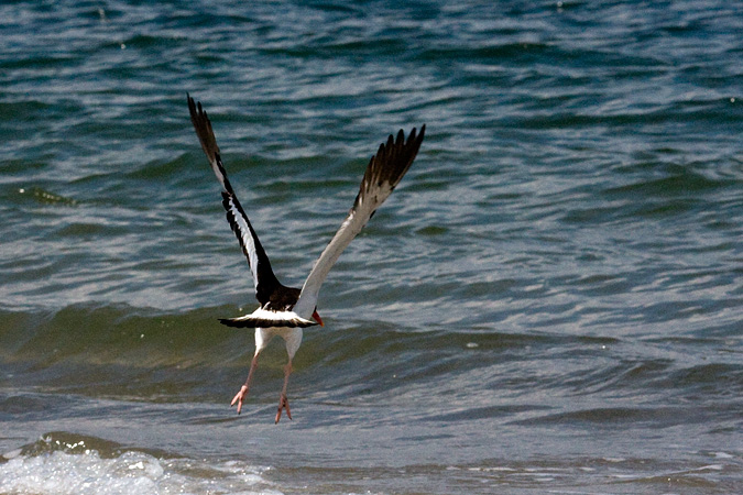 American Oystercatcher, Breezy Point, Gateway National Recreation Area, Queens, New York