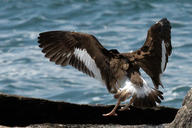 American Oystercatcher, Breezy Point, Gateway National Recreation Area, Queens, New York