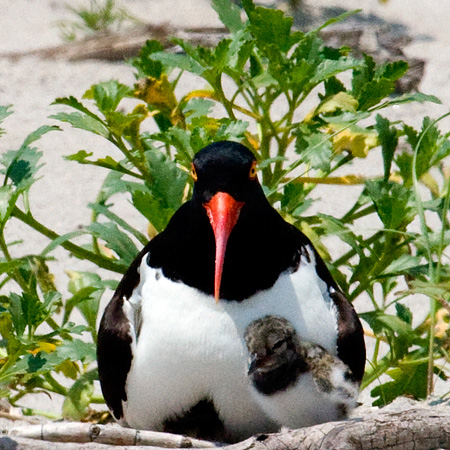 Nesting American Oystercatcher, Breezy Point, Gateway National Recreation Area, Queens, New York