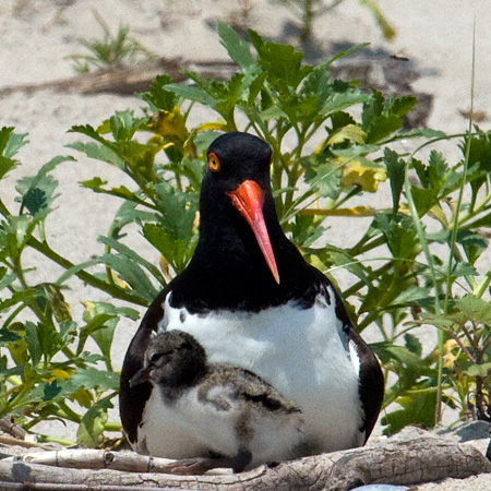 Nesting American Oystercatcher, Breezy Point, Gateway National Recreation Area, Queens, New York