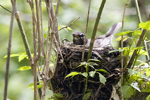 Nesting American Robin, Prospect Park, Brooklyn, New York